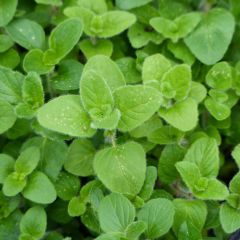 Orégano Bio (plantas)