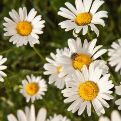 Manzanilla romana - Anthemis nobilis