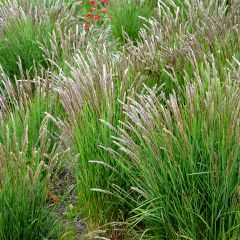 Melica ciliata - Espiguillas de seda