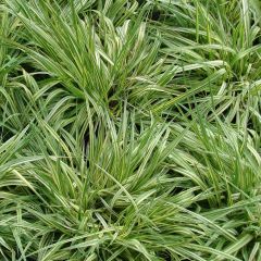 Molinia Variegata - Boja