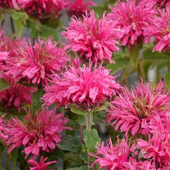 Bergamota silvestre Cranberry Lace