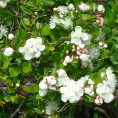 Myrtus luma - Arrayán