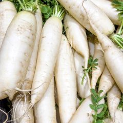 Nabo De Croissy - Vilmorin