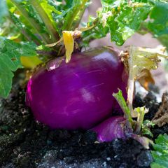 Nabo de Mesa Milán Rojo Bio