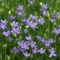 Nigella garidella Blue Stars