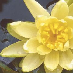 Nenúfar A.J Welch - Nymphaea