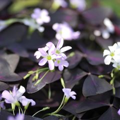 Oxalis triangularis - Planta mariposa