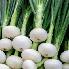 Ceboletta Printanier Parisien