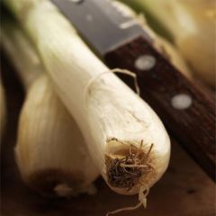 Cebolla Japonesa Ishikura Long White