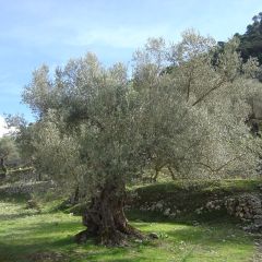 Olivo en tallo - Olea europaea