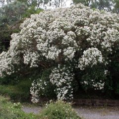 Olearia macrodonta Major