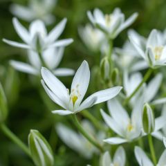 Ornithogalum umbellatum - Estrella de Belén
