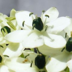 Ornithogalum arabicum