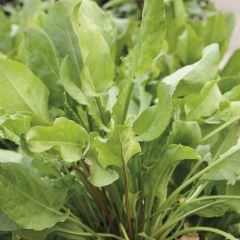 Acedera común Large De Belleville