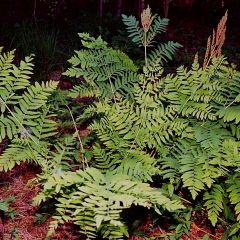 Osmunda regalis - Helecho real