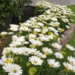 Osteospermum Summersmile Cream - Margarita del Cabo