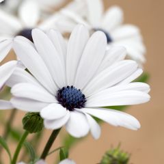 Osteospermum Glistening White - Margarita del Cabo