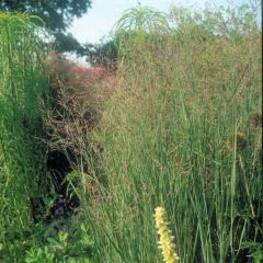 Panicum virgatum Heavy Metal