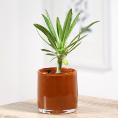 Palmera de madagascar - Pachypodium lamerei