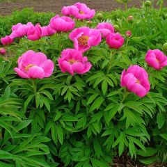 Peonia officinalis Mollis