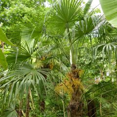 Palmito elevado - Trachycarpus fortunei