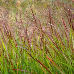 Panicum virgatum Shenandoah