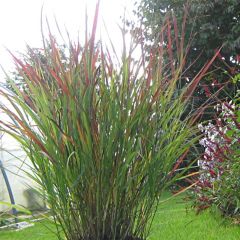 Panicum virgatum Cheyenne Sky