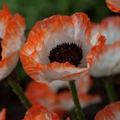 Amapola oriental Picotee - Papaver orientale