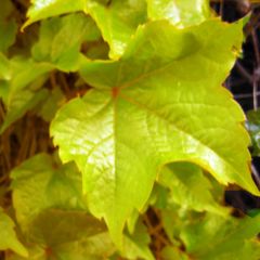 Parthenocissus tricuspidata Fenway Park - Parra virgen