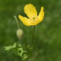 Meconopsis cambrica - Amapola amarilla