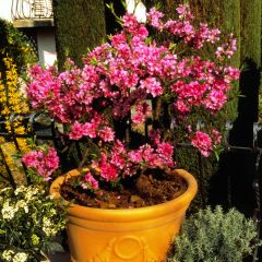 Melocotonero enano Diamond Zaipevi