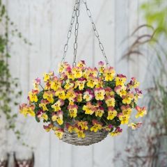 Viola Cool Wave Pink Yellow Bicolore - Violeta