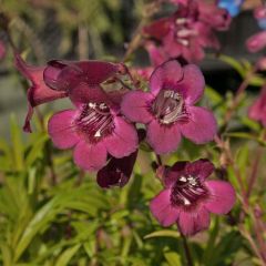 Penstemon Blackbird