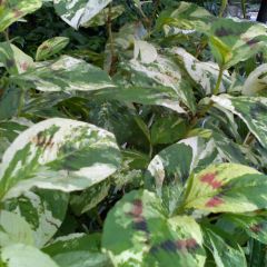 Persicaria virginiana Painter s Palette
