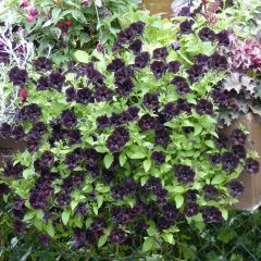 Petunia cascadia Rayo Negro - Petunia Black Ray