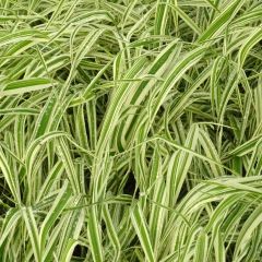 Phalaris arundinacea Picta - Alpiste cinta