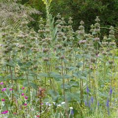 Phlomis samia - Flomis