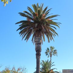 Phoenix andamanensis - Palmera