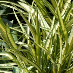 Phormium cookianum subsp. hookeri Cream Delight - Lino de Nueva Zelanda