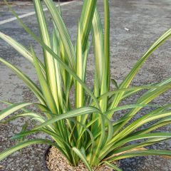 Phormium tenax Golden Ray - Lino de Nueva Zelanda
