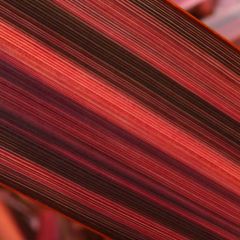 Phormium tenax Margaret Jones - Lino de Nueva Zelanda