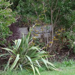 Phormium cookianum subsp. hookeri Tricolor - Lino de Nueva Zelanda