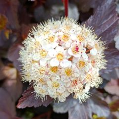 Physocarpus opulifolius Diabolo