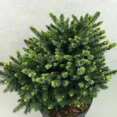Picea omorika Beskid - Pícea de Serbia