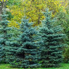 Picea pungens Iseli Fastigiate - Pícea de Colorado