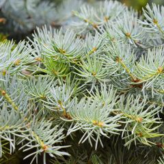 Picea abies Eagle Point - Pícea común