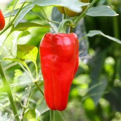 Pimiento Doux d'Espagne