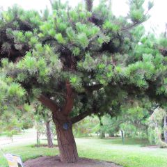 Pino de California - Pinus insignis