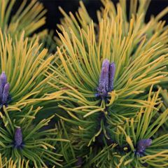 Pino negro Golden Glow - Pinus mugo