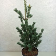 Pino blanco japonés Azumi Goye - Pinus parviflora